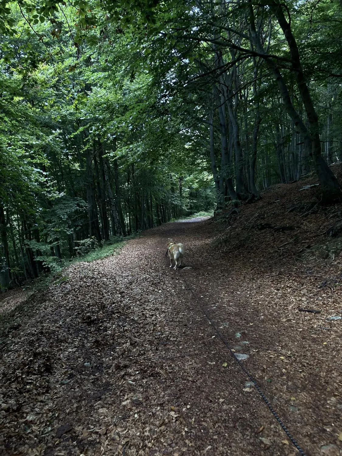 Joytale Guinzaglio Corda Addestramento Cane 5 m arancione