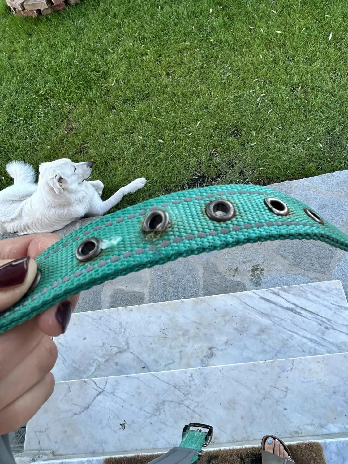 Joytale Collare Cane Imbottito Blu Scuro Taglia S Riflettente