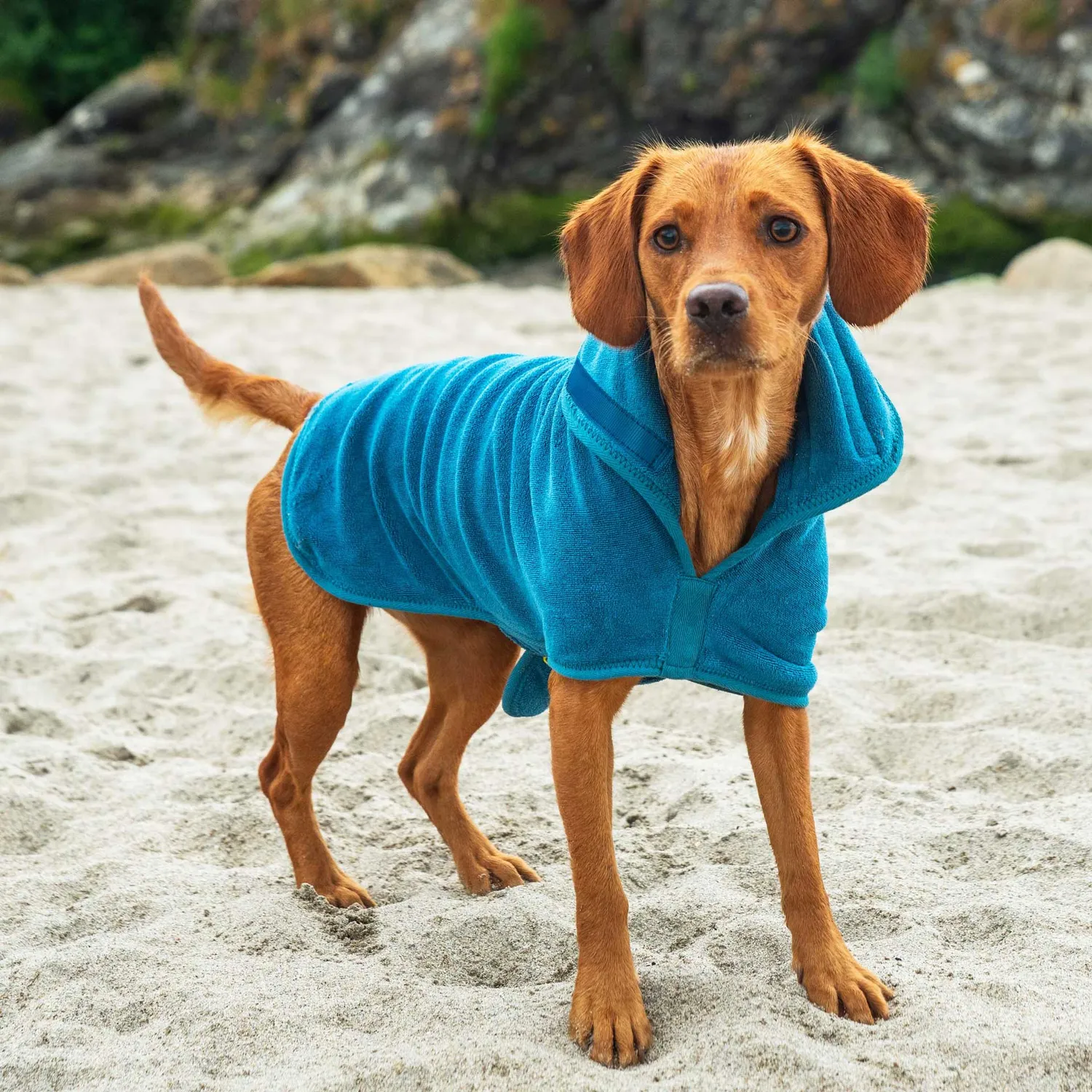 Mountain Paws Accappatoio Cane Microfibra Blu M