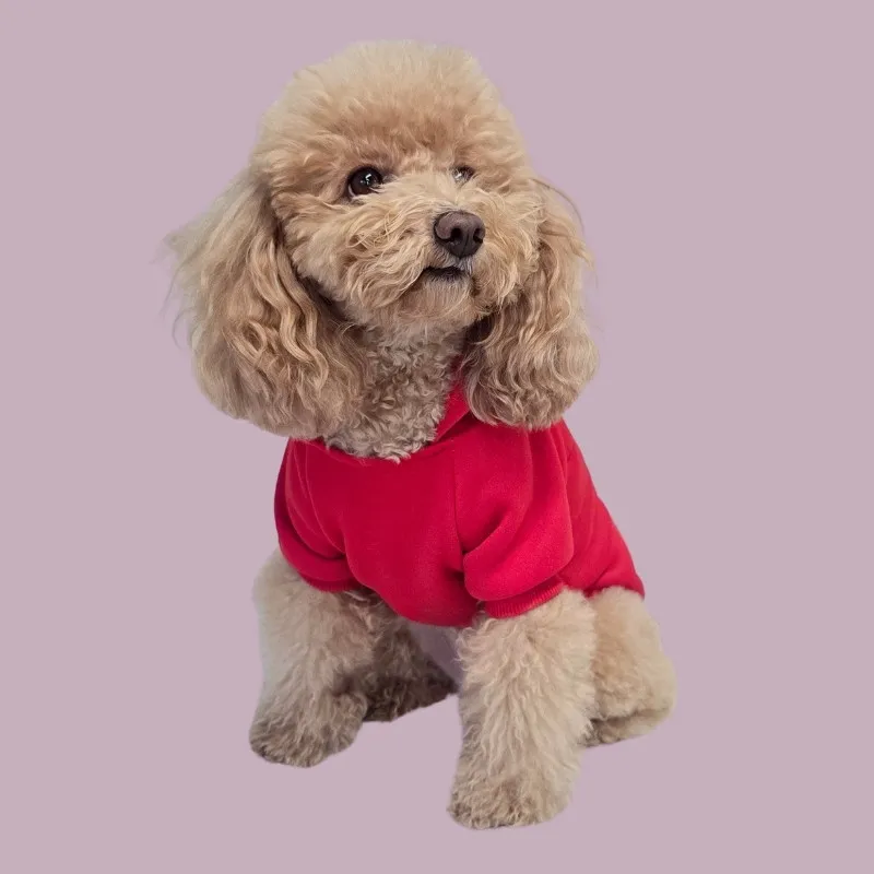 LabArt Dog Valentine Edition felpa cane cotone edizione limitata