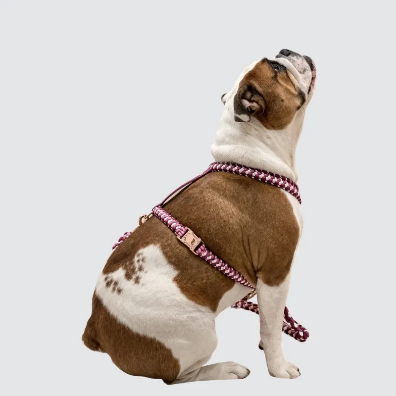 LabArt Dog Neocobra pettorina ad H paracord biothane
