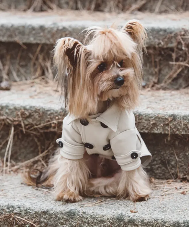 Royal Dog Londra Boy trench beige antivento