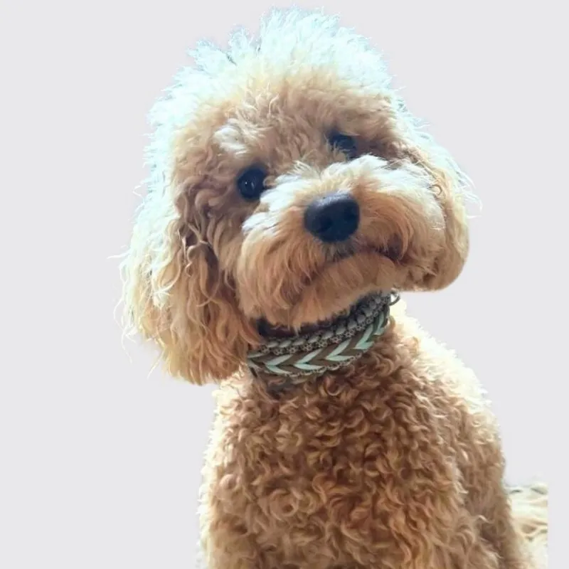 LabArt Dog Little Benjamin collare paracord regolabile