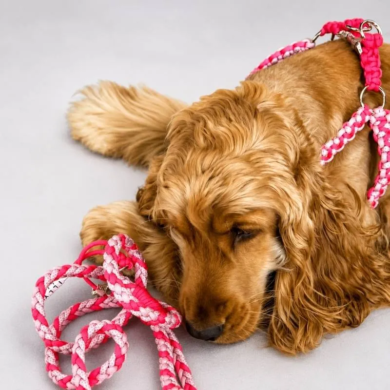 LabArt Dog Treccia 6 fili Cortina guinzaglio paracord