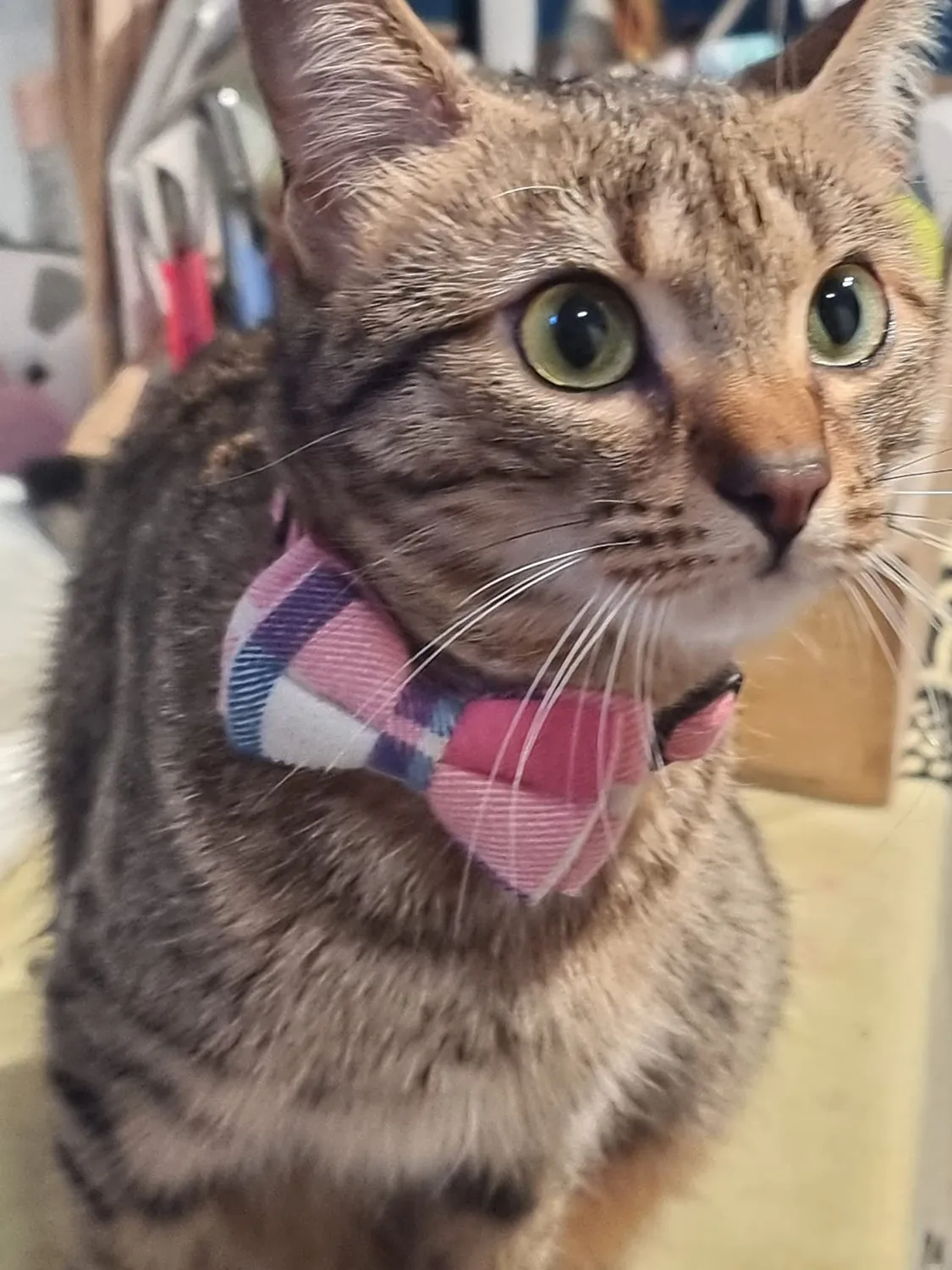 Joytale Natalizio collare gatto plaid rosso verde antistrozzo