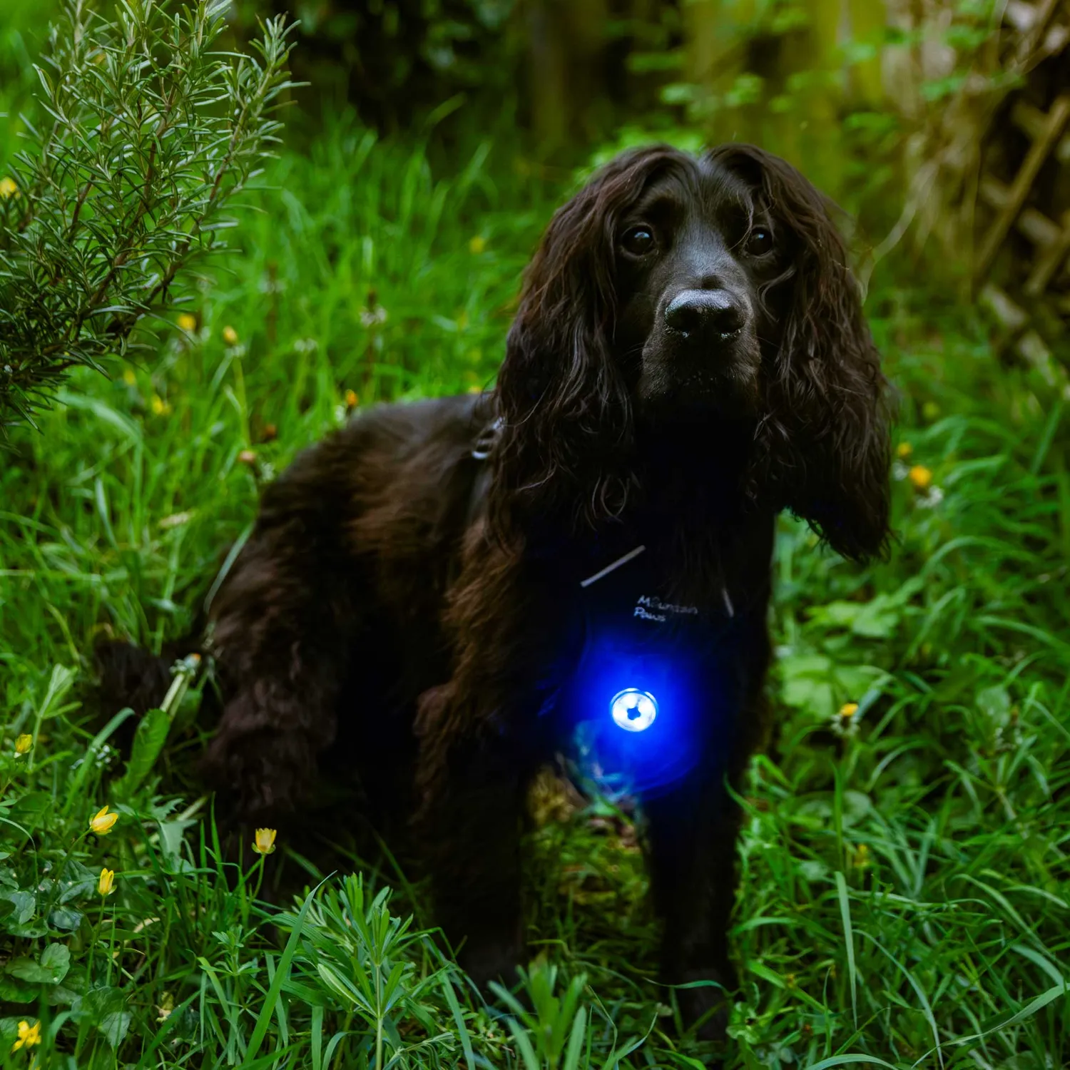 Mountain Paws Luce Sicurezza Cane LED 1 Pezzo Resistente Acqua