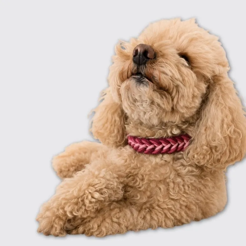 LabArt Dog Paracord Tulipano collare regolabile resistente