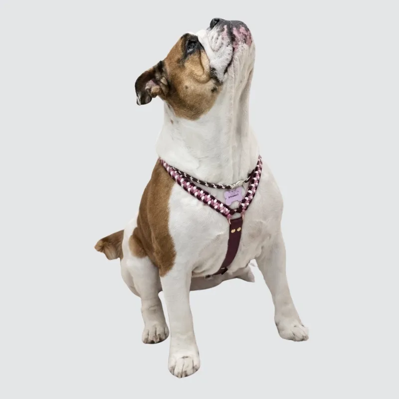 LabArt Dog Neocobra pettorina ad H paracord biothane