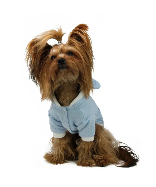 Royal Dog Romantic Royal Celeste felpa mezza stagione