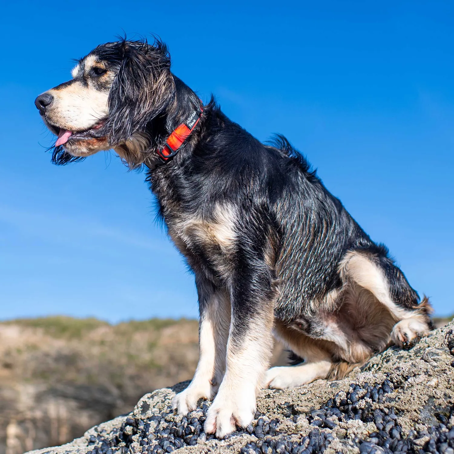 Mountain Paws Waterproof collare cane impermeabile blu