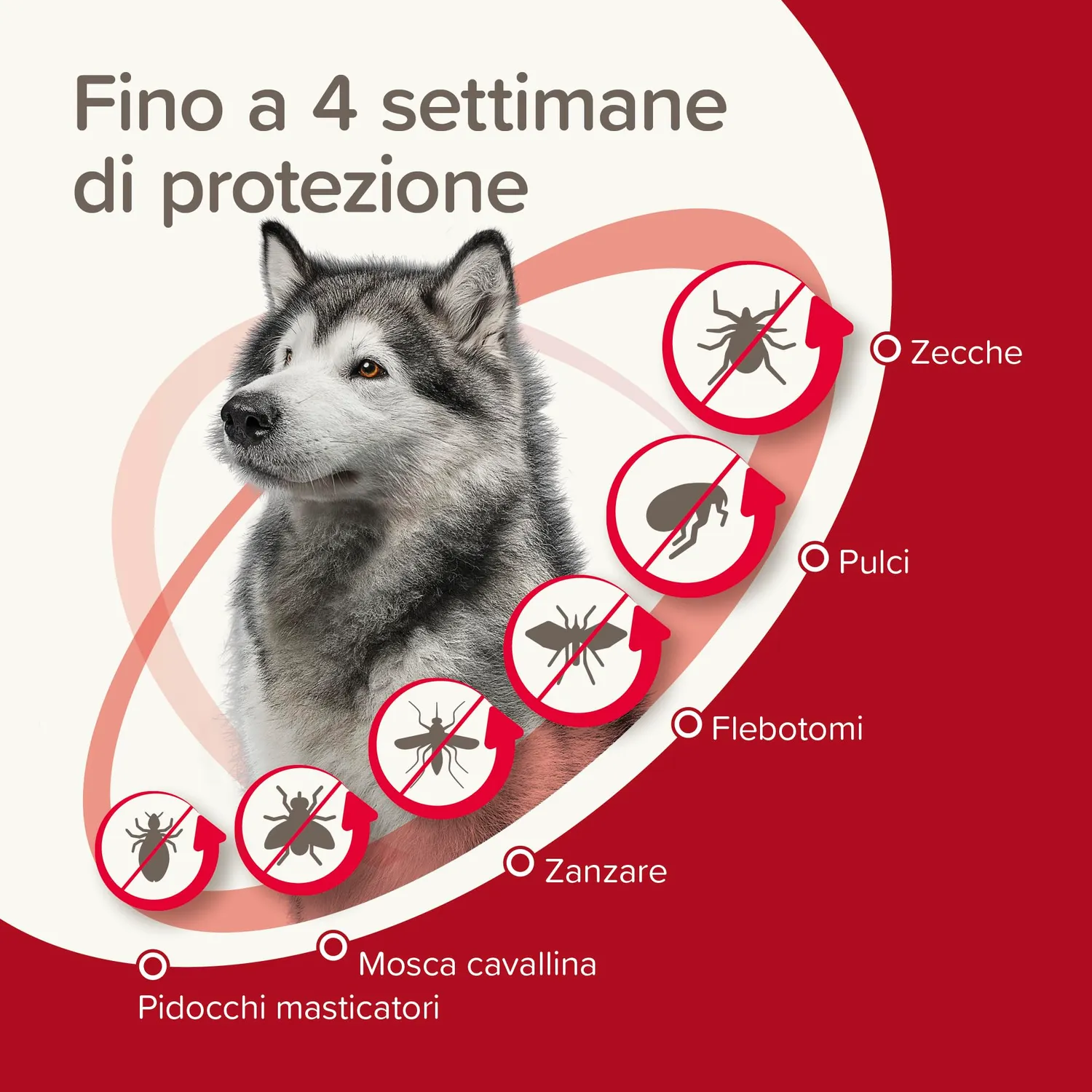 Beaphar ProtecTix Cane spot-on L 25-40 kg 4 pipette