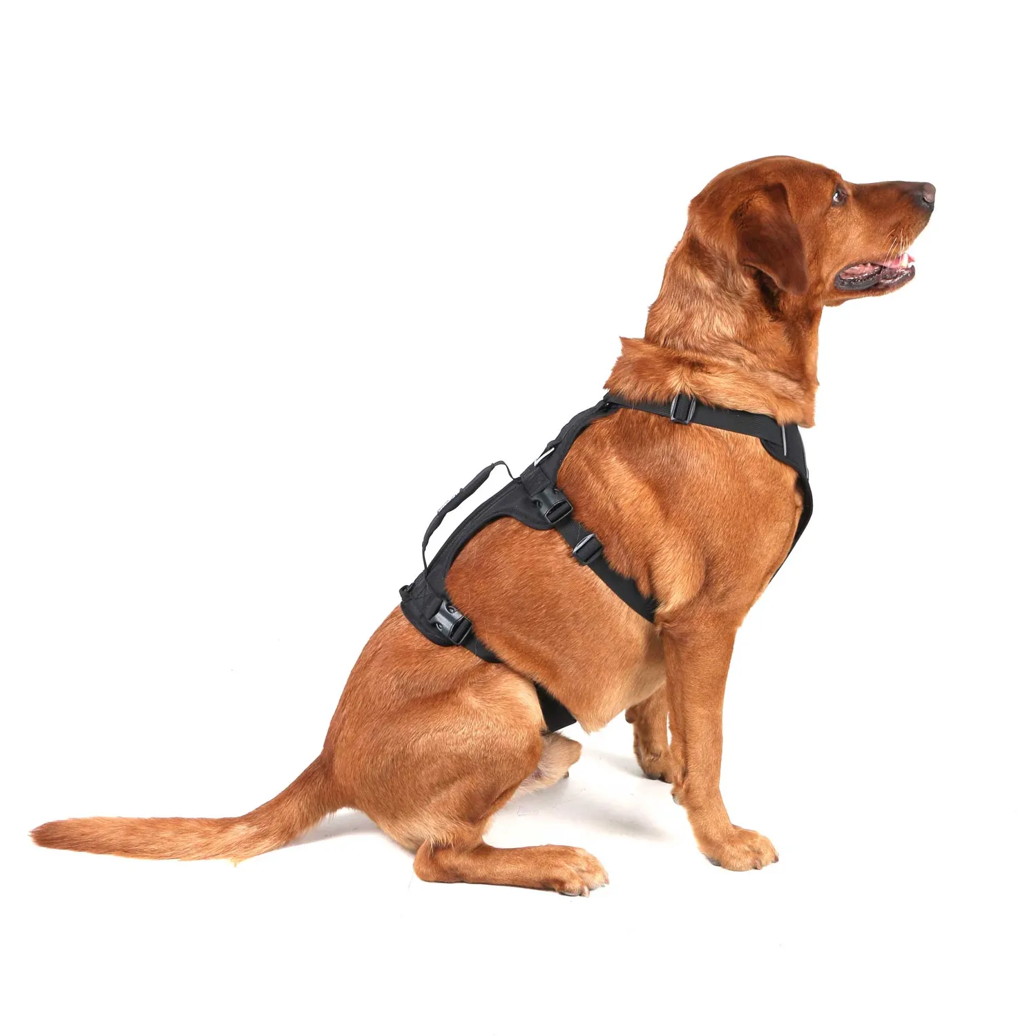 Mountain Paws 3 Strap pettorina per cani regolabile