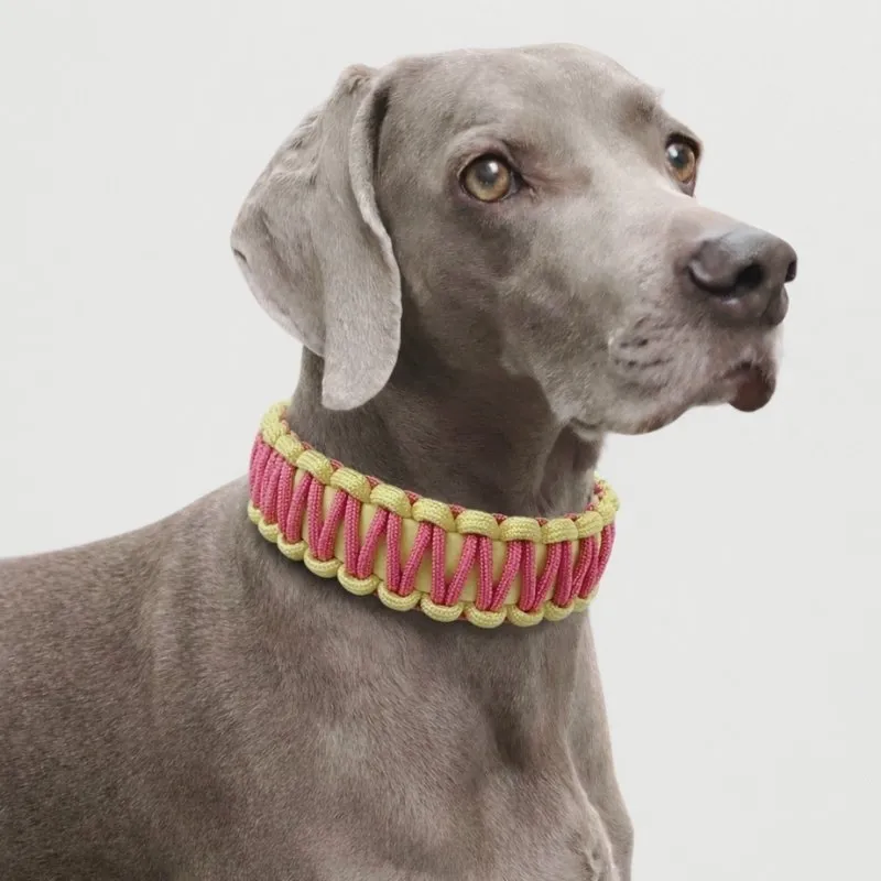 LabArt Dog Retriever Biopar collare Tokyo martingale