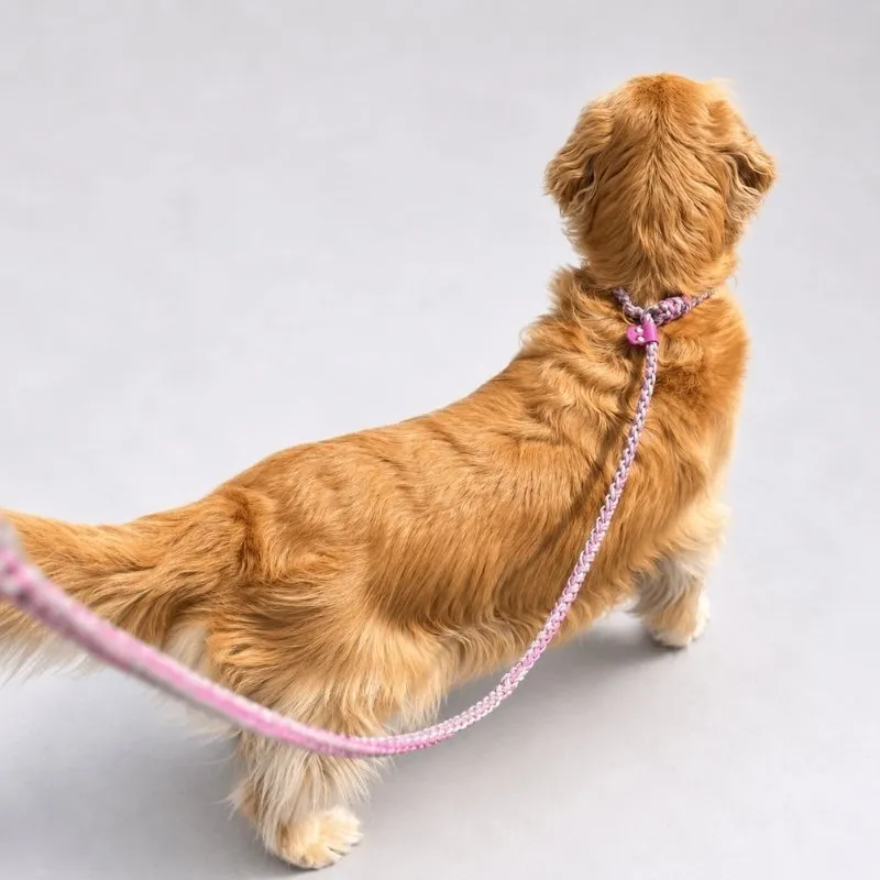 LabArt Dog Retriever 8 fili guinzaglio Nerano paracord