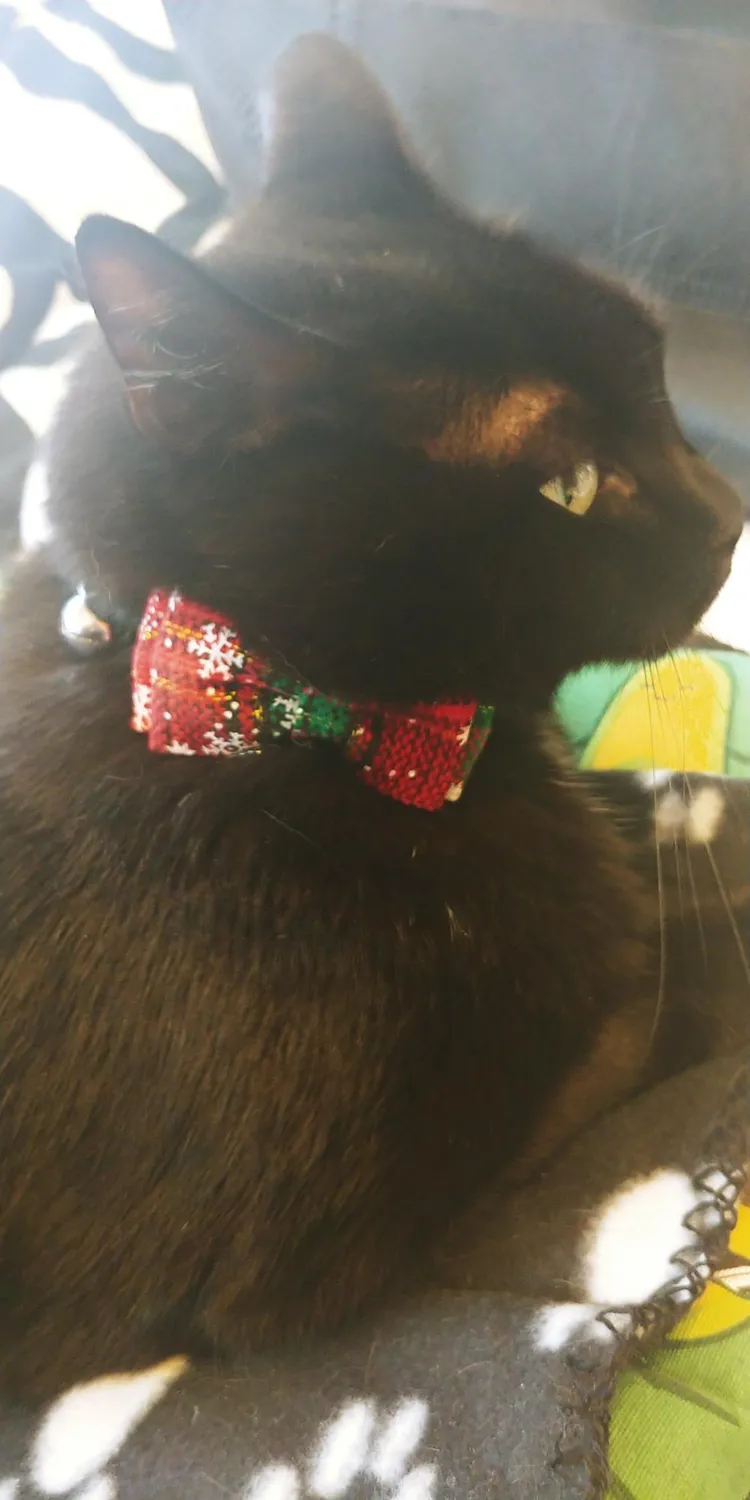 Joytale Natalizio collare gatto plaid rosso verde antistrozzo