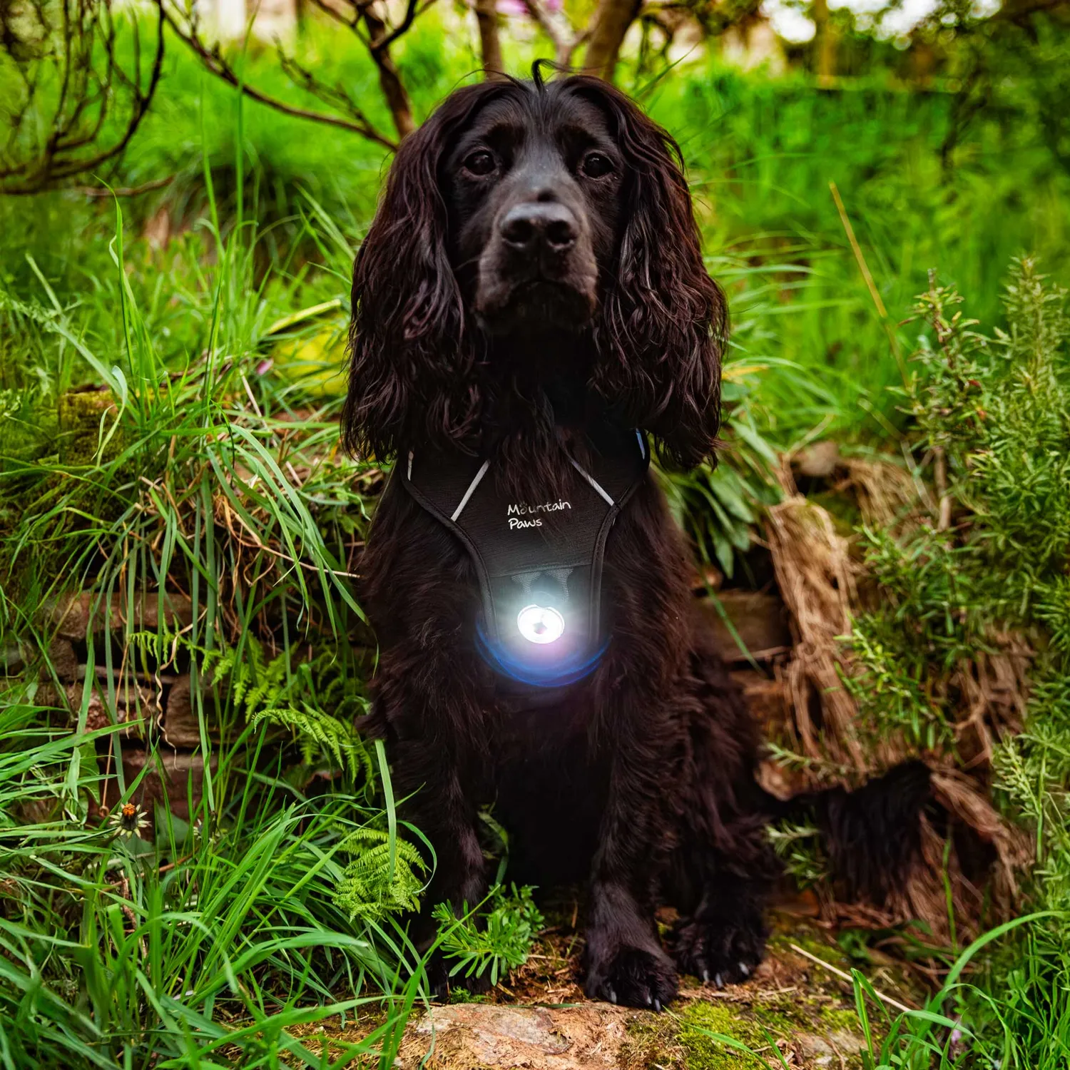 Mountain Paws Luce Sicurezza Cane LED 1 Pezzo Resistente Acqua