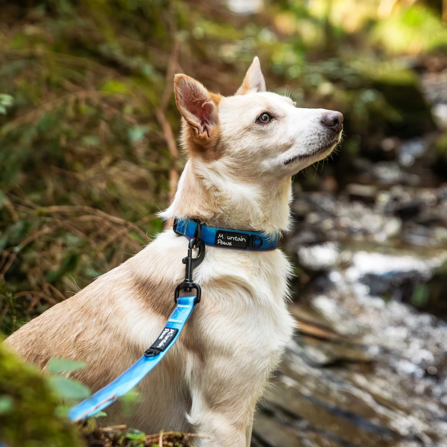 Mountain Paws Waterproof collare cane impermeabile blu