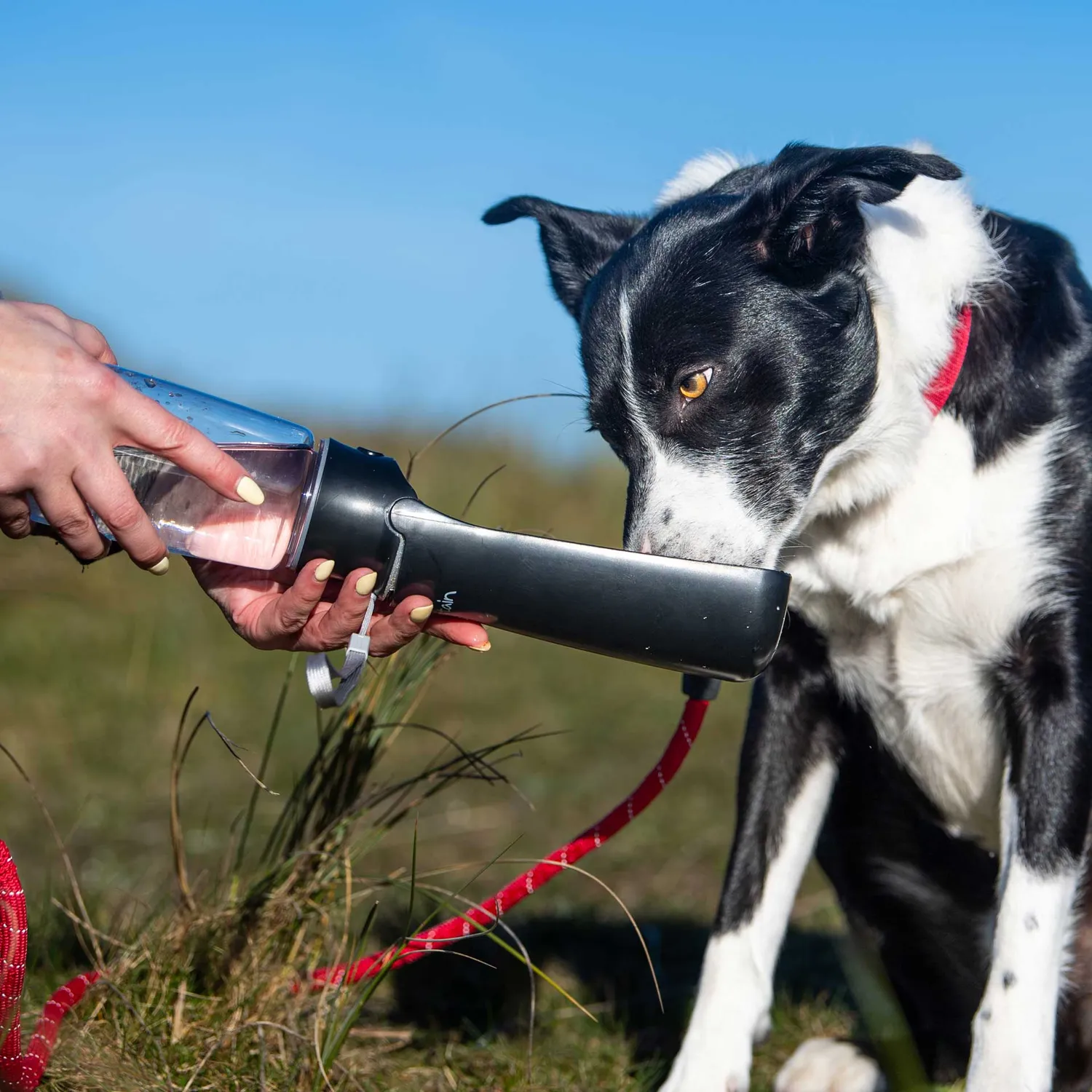 Mountain Paws Borraccia Cane Pieghevole con Ciotola