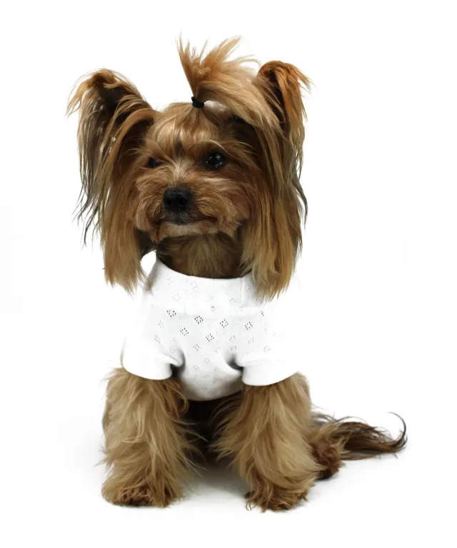 Royal Dog Romantic White t-shirt cane bianca traforata