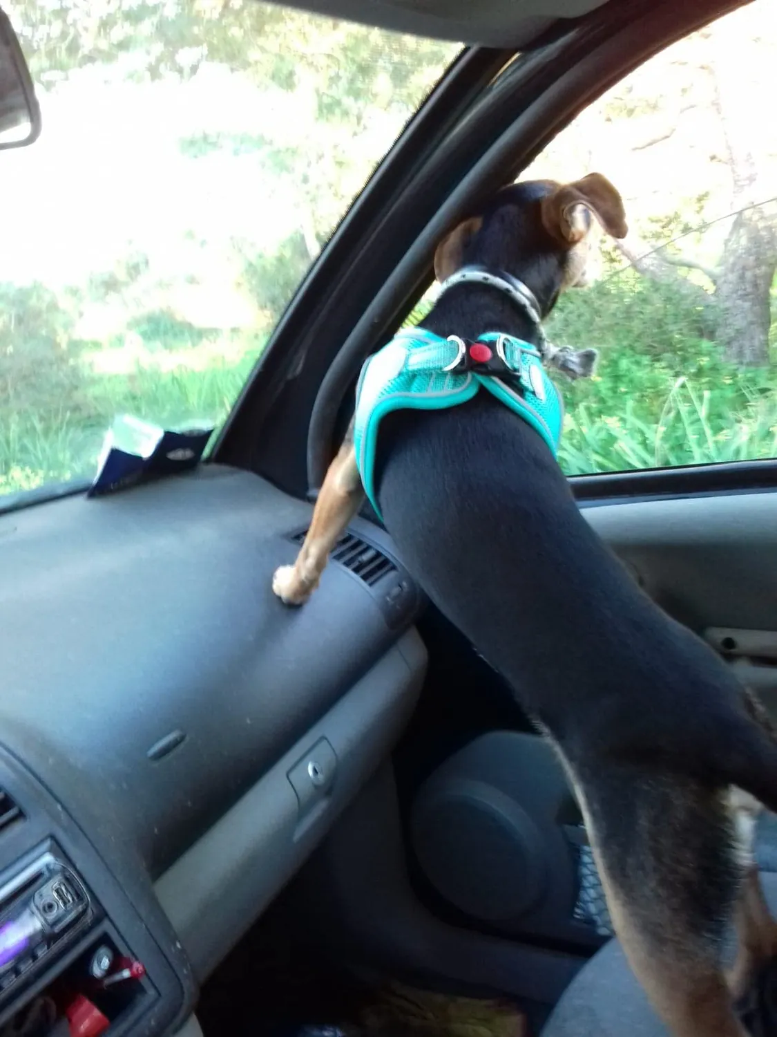 Joytale pettorina cane verde acqua S traspirante anti-soffoco