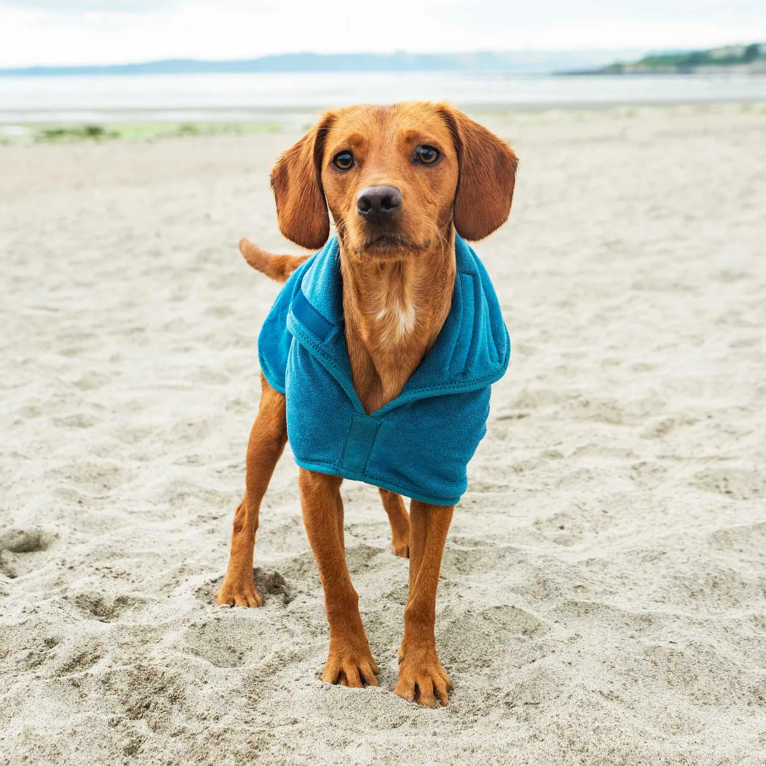Mountain Paws Accappatoio Cane Microfibra Blu M