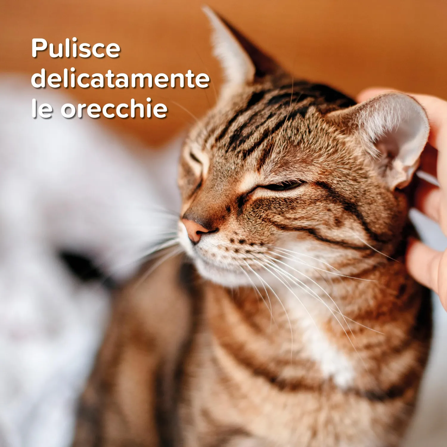 Beaphar Pulisci Orecchie Cane Gatto 50 ml MSM