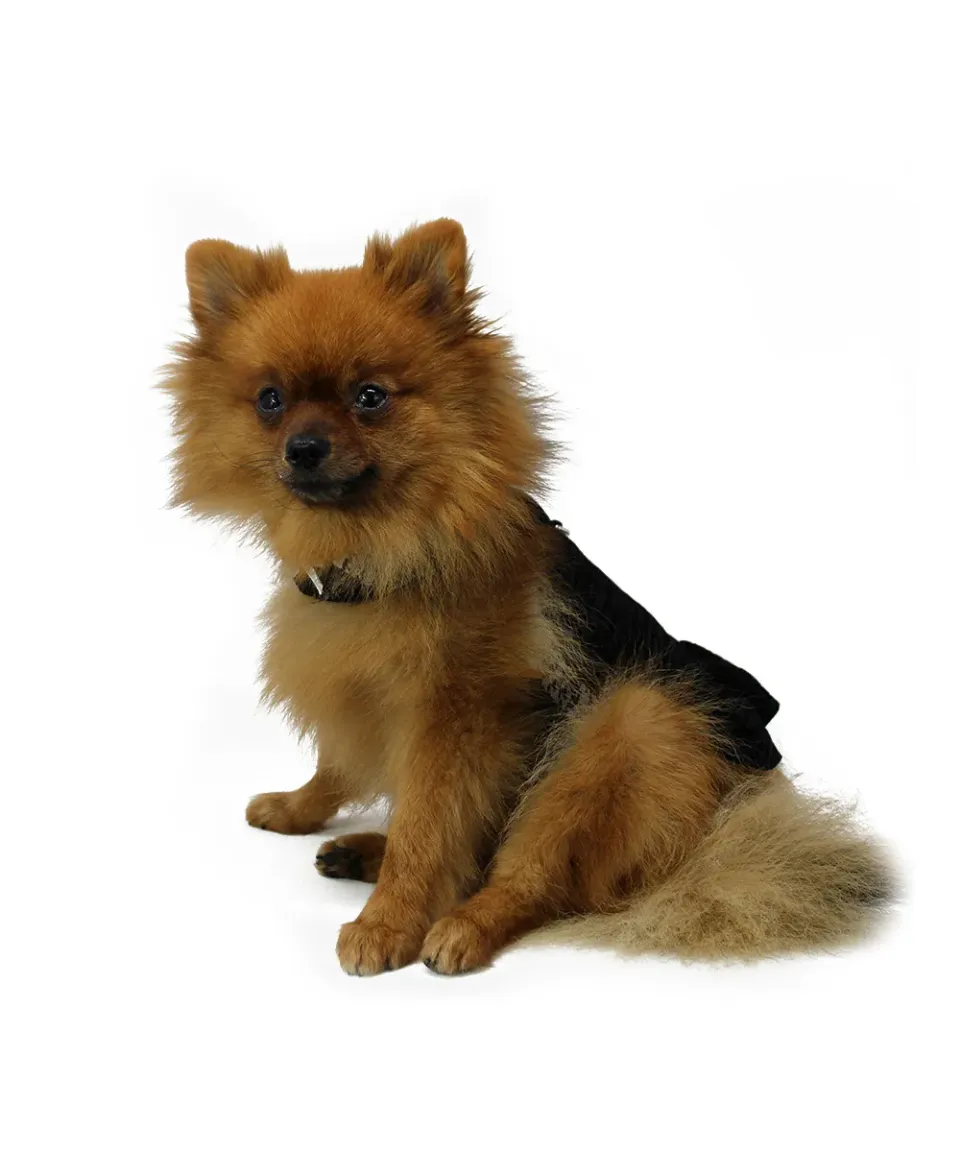Royal Dog Words Girl pettorina gabardine con gonna