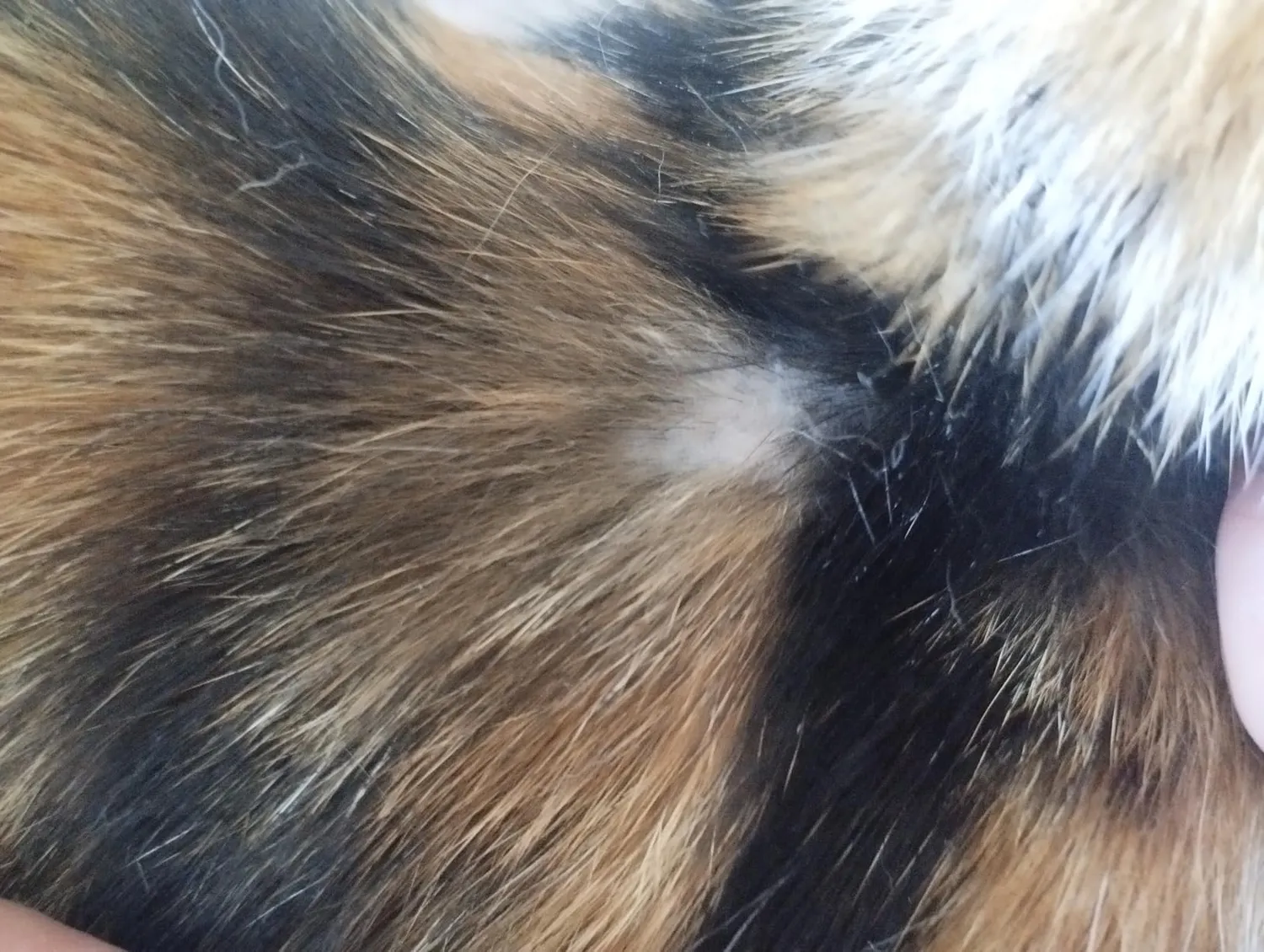 Beaphar FIPROtec Spot On Antiparassitario Gatto 3 Pipette pulci