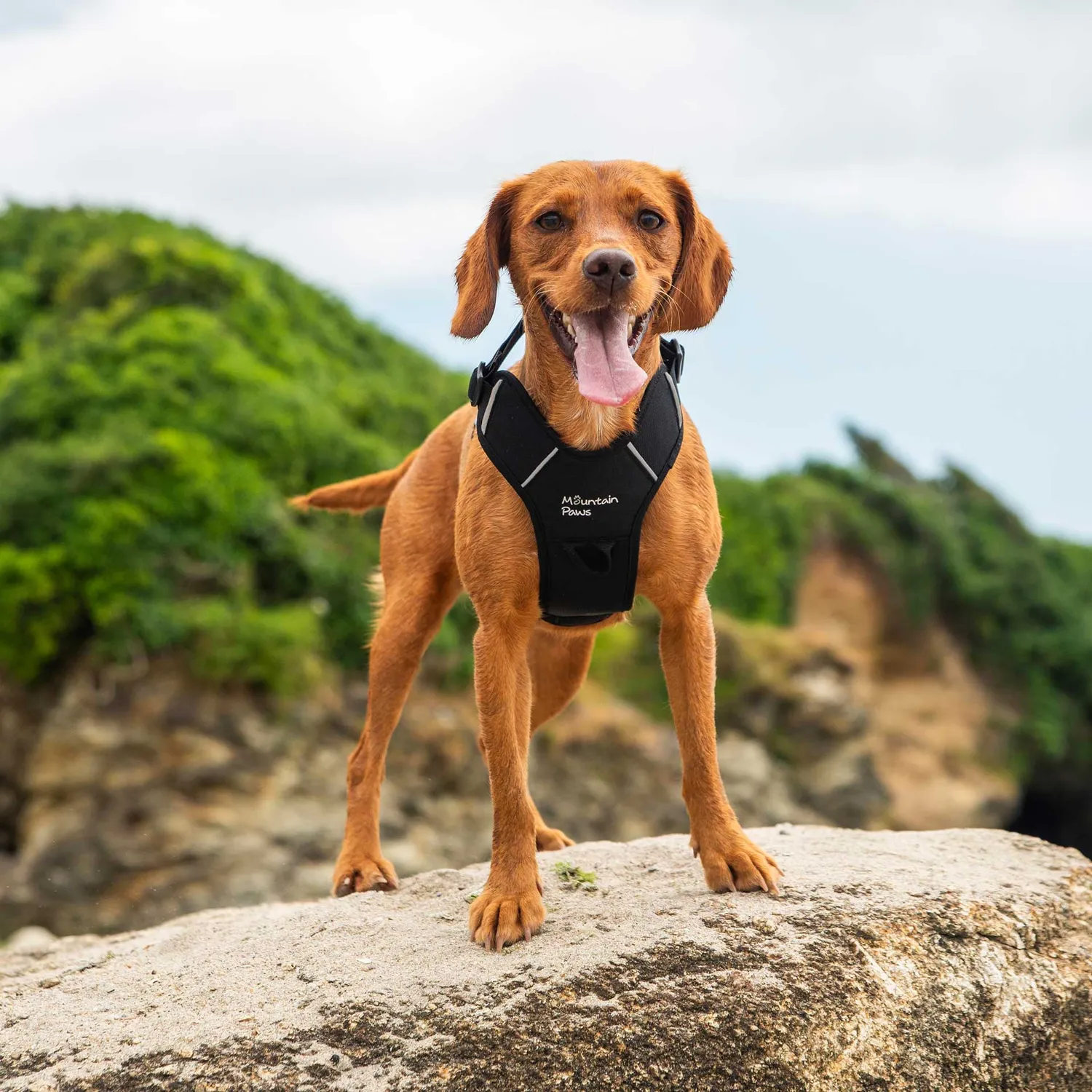 Mountain Paws Harness pettorina cane regolabile rifrangente