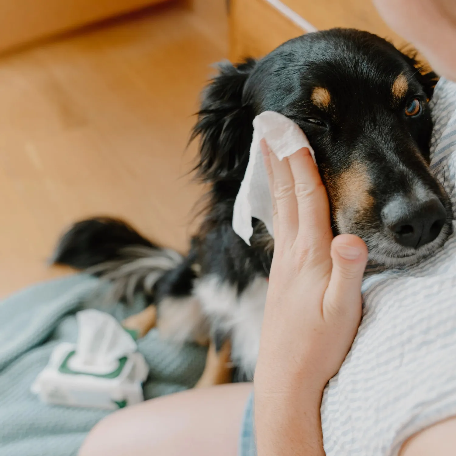 Beco Pets Salviette Occhi Cane Cetriolo e Aloe
