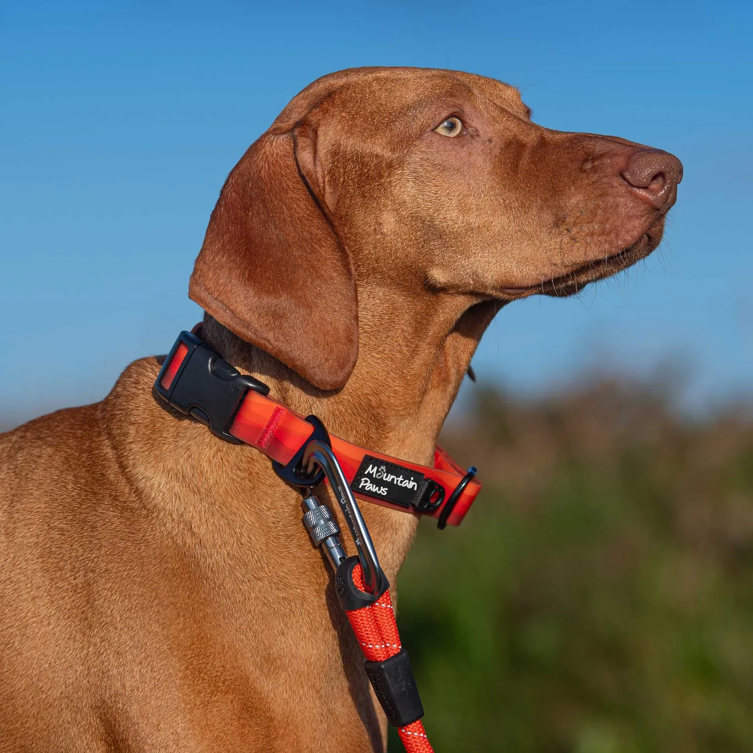 Mountain Paws Waterproof collare cane impermeabile blu
