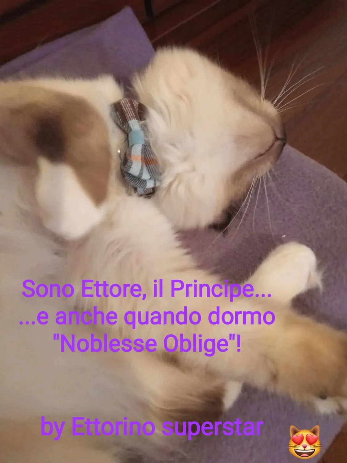 Joytale Natalizio collare gatto plaid rosso verde antistrozzo