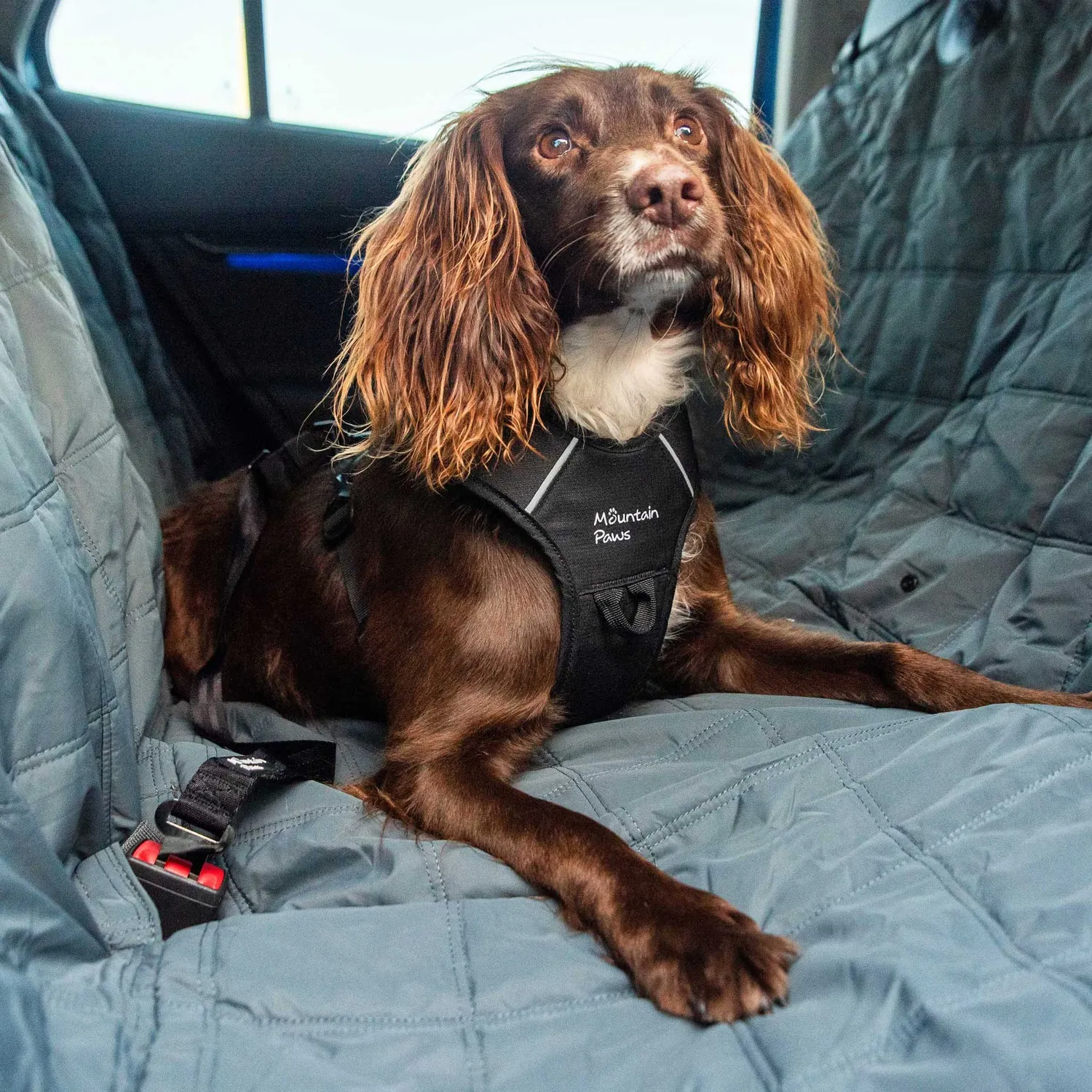 Mountain Paws Telo Coprisedile Auto Cane Posteriore Antiscivolo