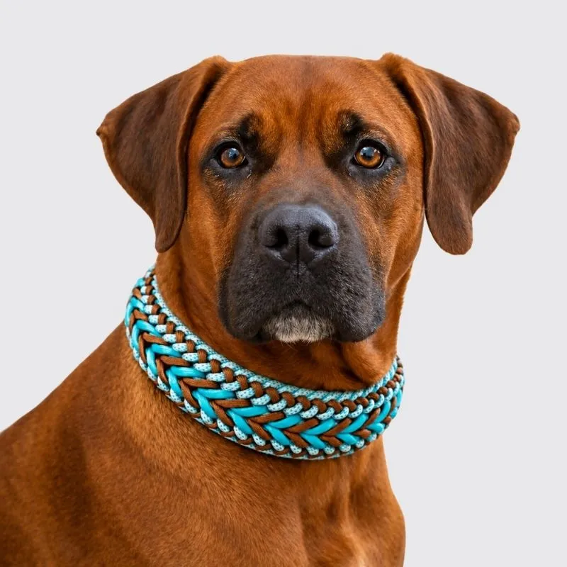 LabArt Dog Winner Logomania collare paracord grande