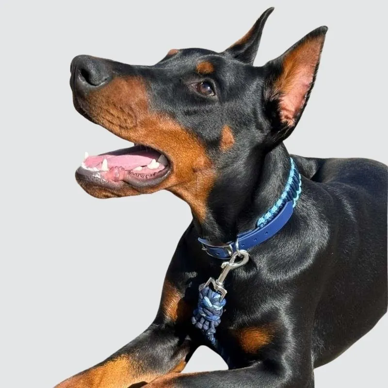 LabArt Dog BioPar H19 collare biothane idrorepellente