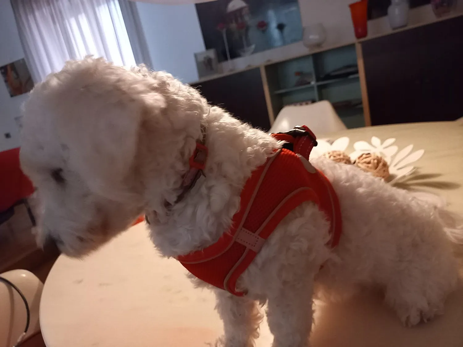 Joytale pettorina cane verde acqua S traspirante anti-soffoco