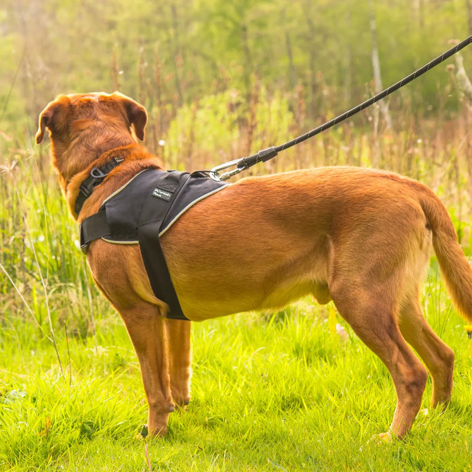 Mountain Paws Extra Tough pettorina cane robusta