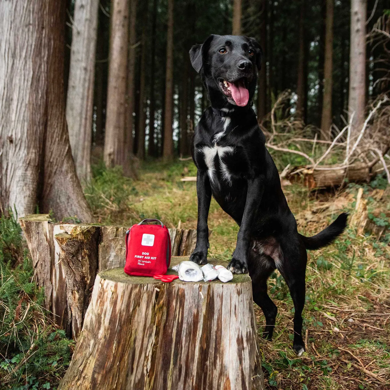 Mountain Paws Kit Pronto Soccorso Cane Idrofugo Compatto