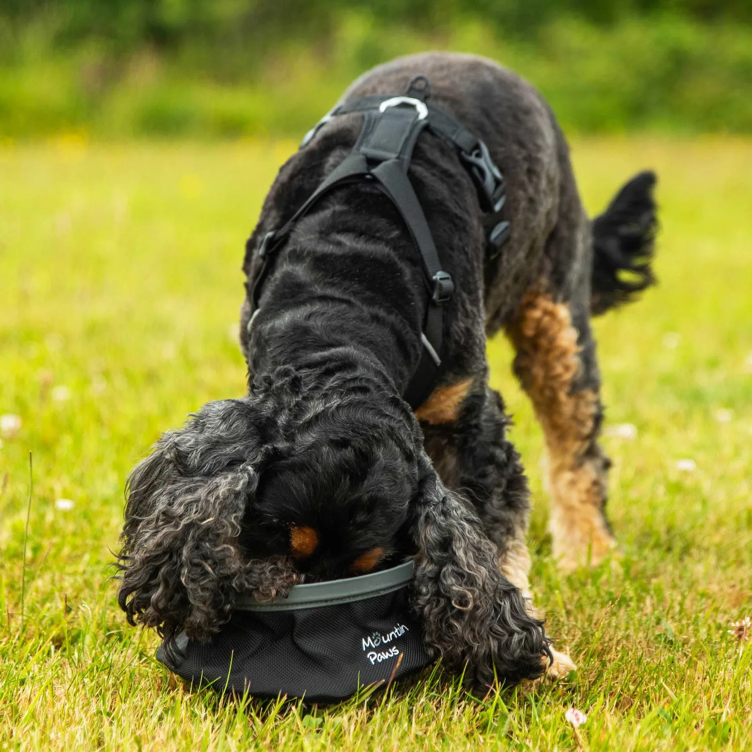 Mountain Paws Collapsible ciotola cane pieghevole gomma