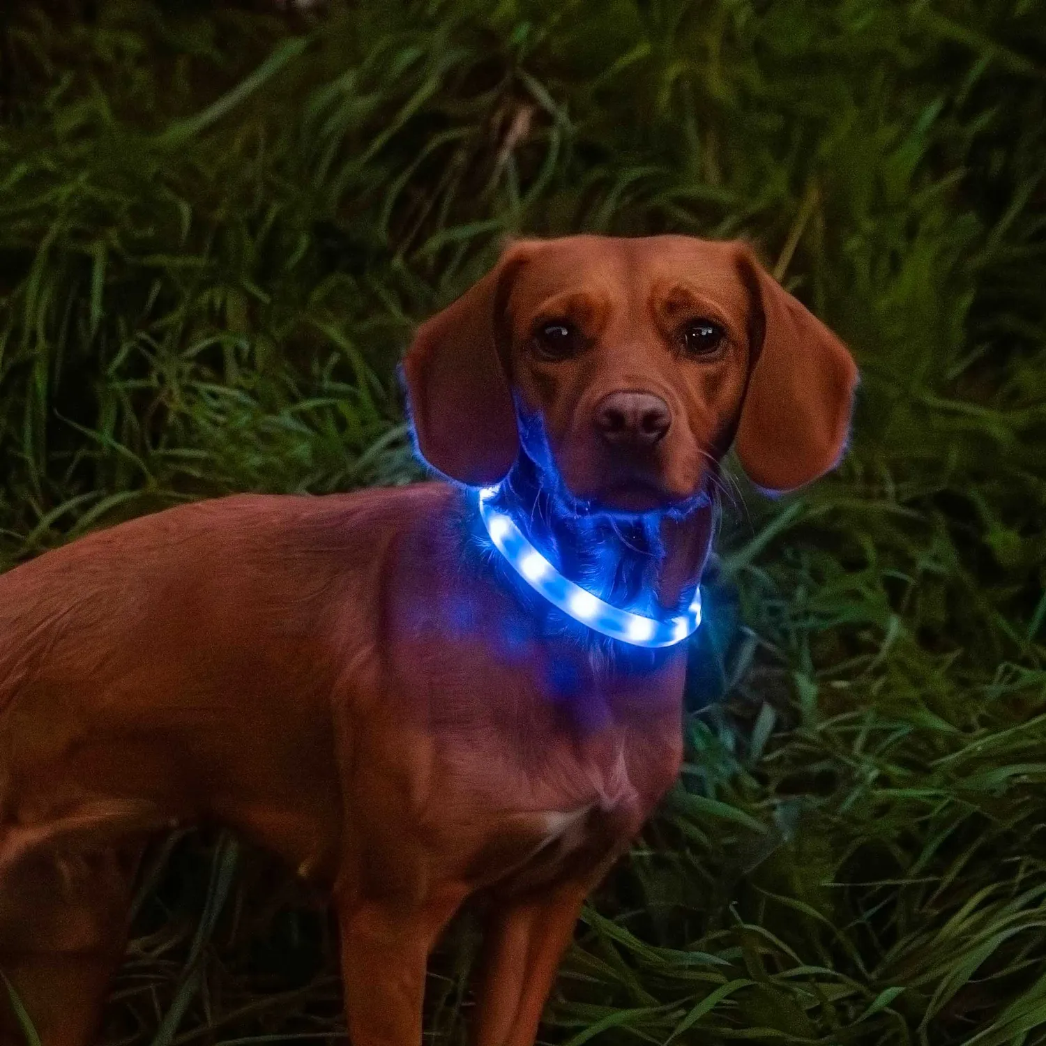 Mountain Paws Collar Light collare cane LED USB-C colori