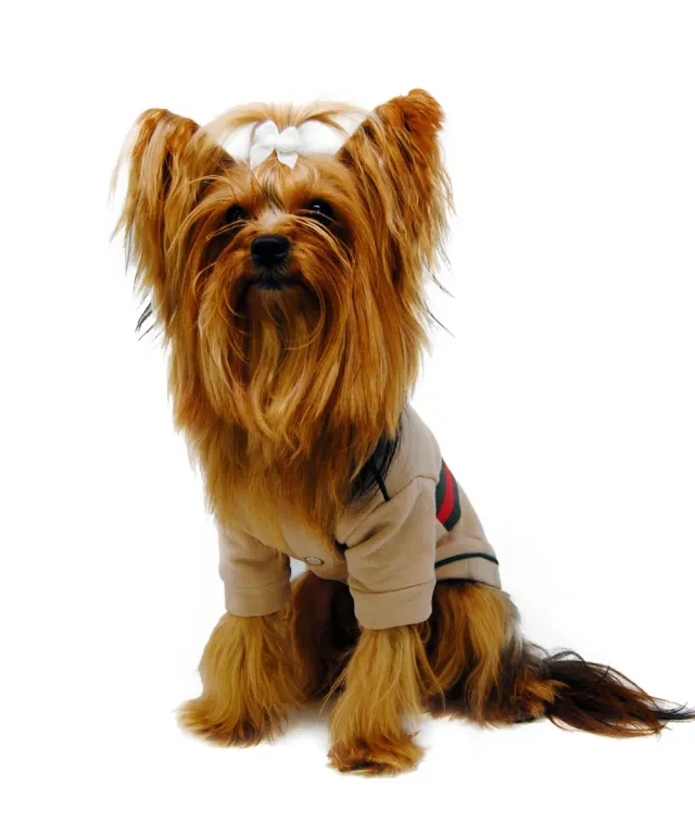 Royal Dog Royal felpa beige per cani