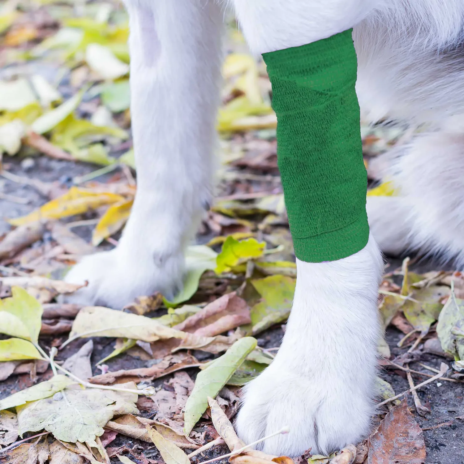 Mountain Paws benda cane coesiva blu 4,5cm x 4m