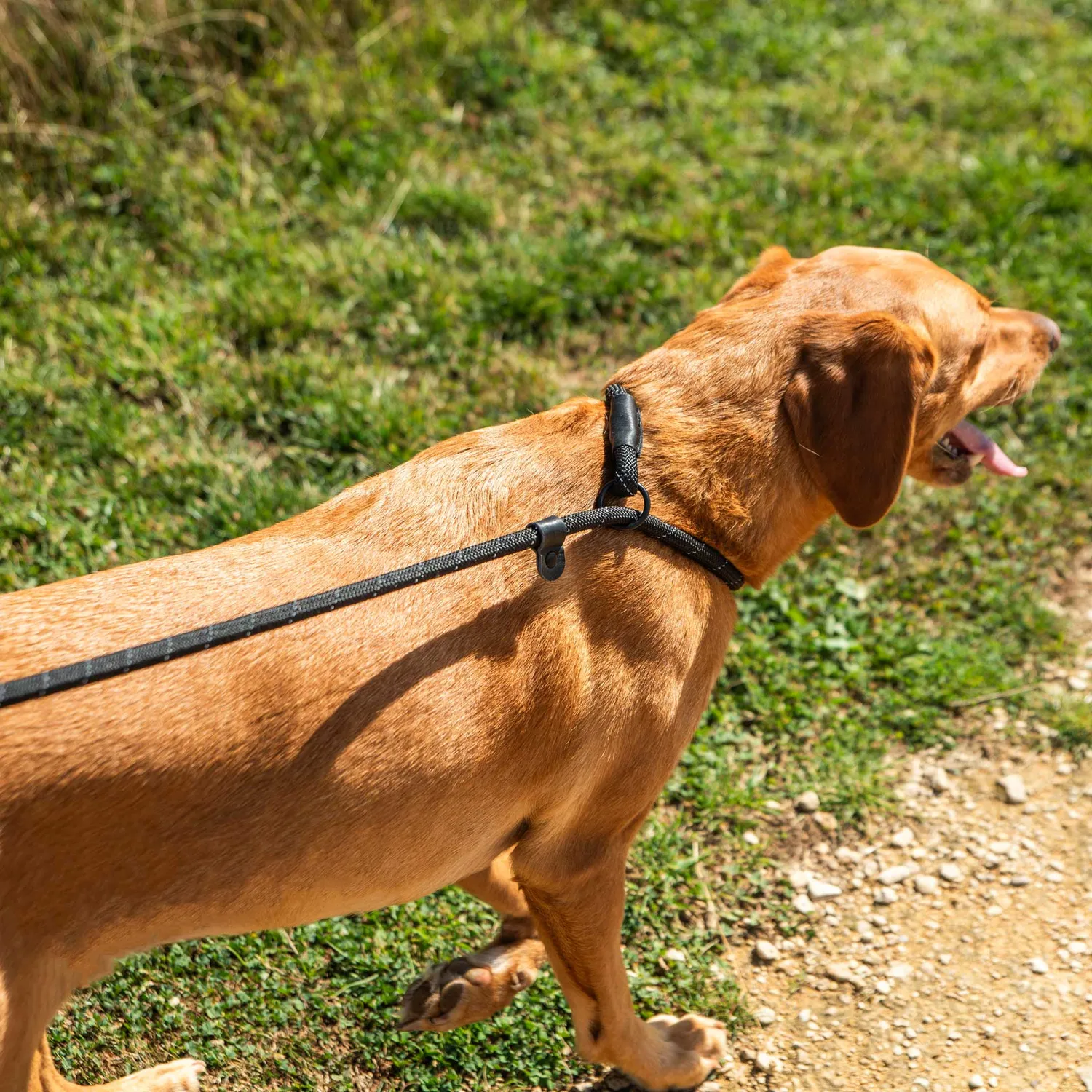 Mountain Paws Slip guinzaglio cane a scorrimento 11 mm
