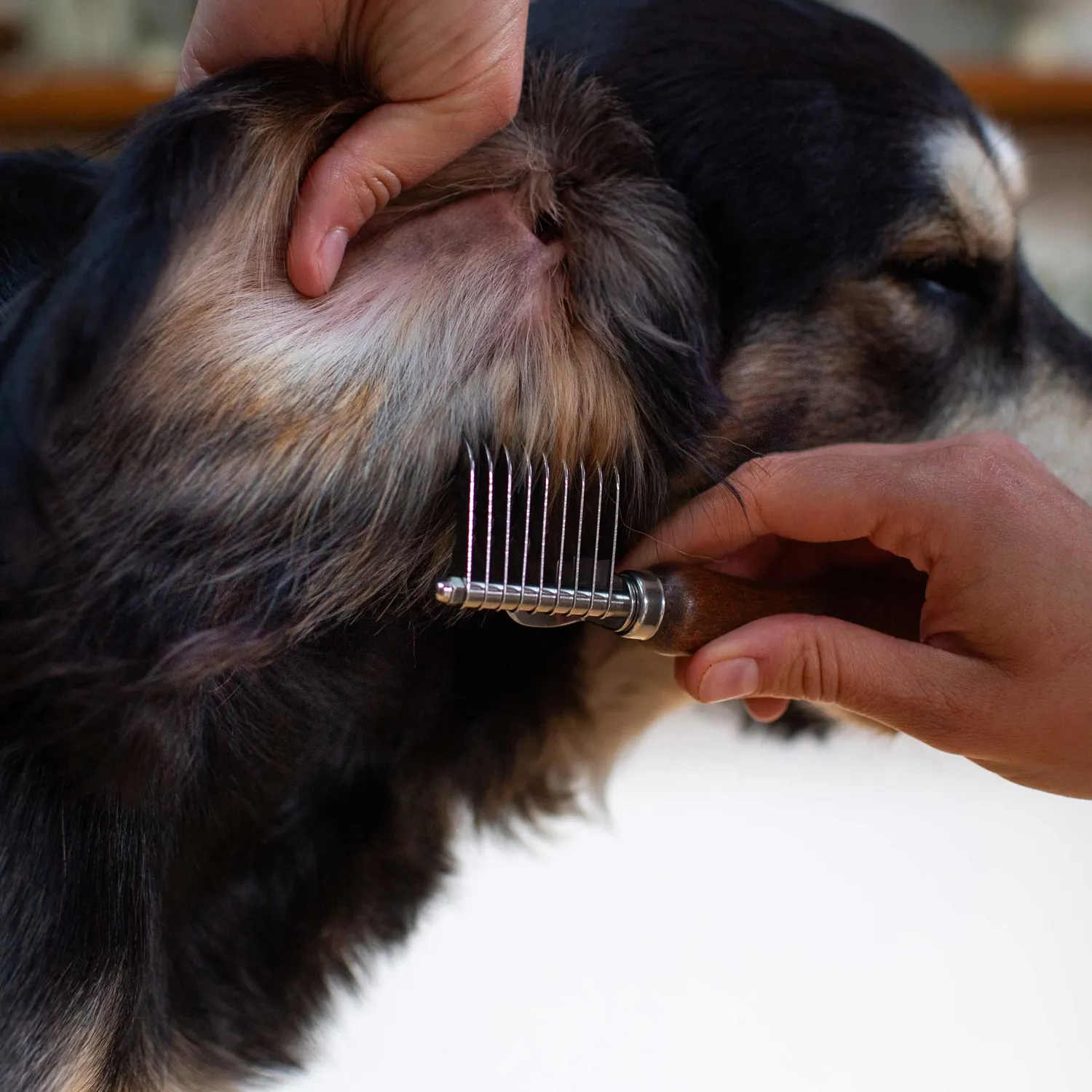 Mountain Paws De-Matting pettine cane scioglinodi