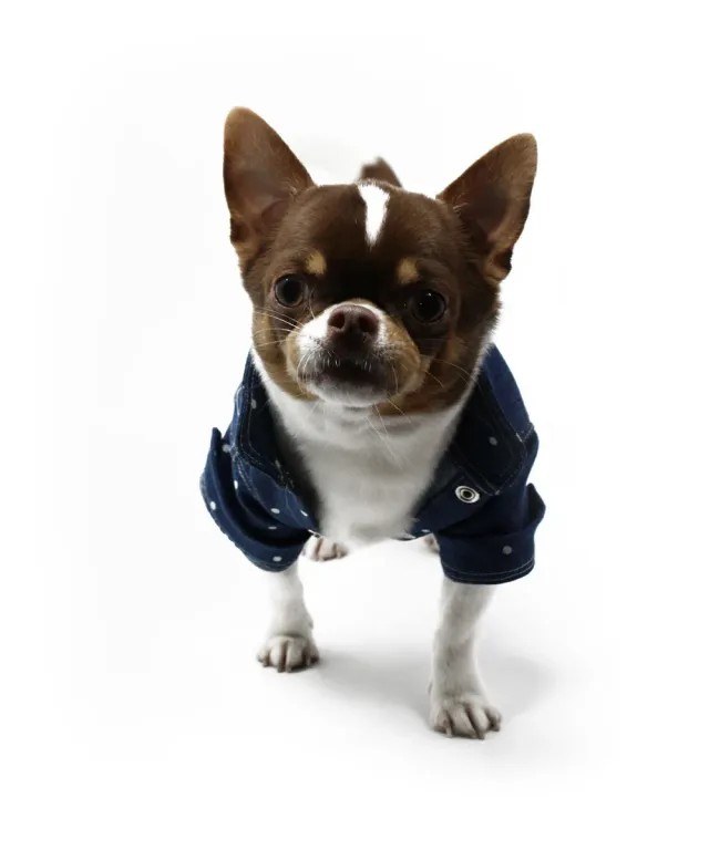 Royal Dog Korean Shirt camicia cane denim pois