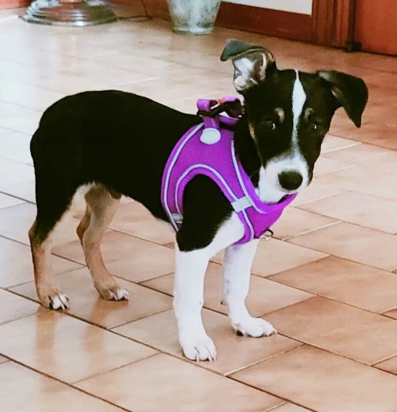 Joytale pettorina cane verde acqua S traspirante anti-soffoco