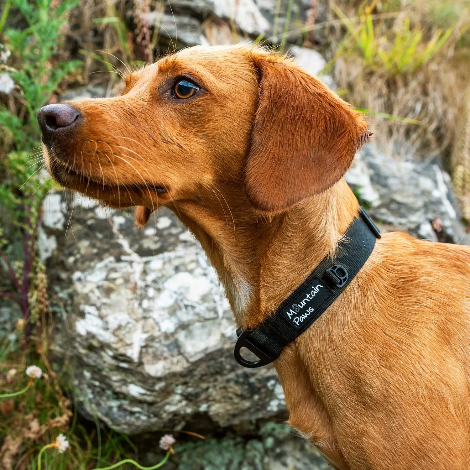 Mountain Paws Extra Tough collare cane nylon resistente