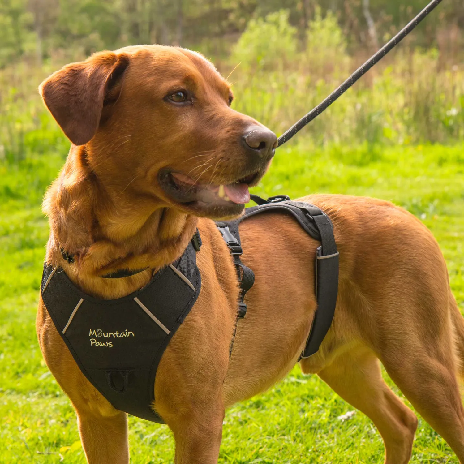 Mountain Paws 3 Strap pettorina per cani regolabile