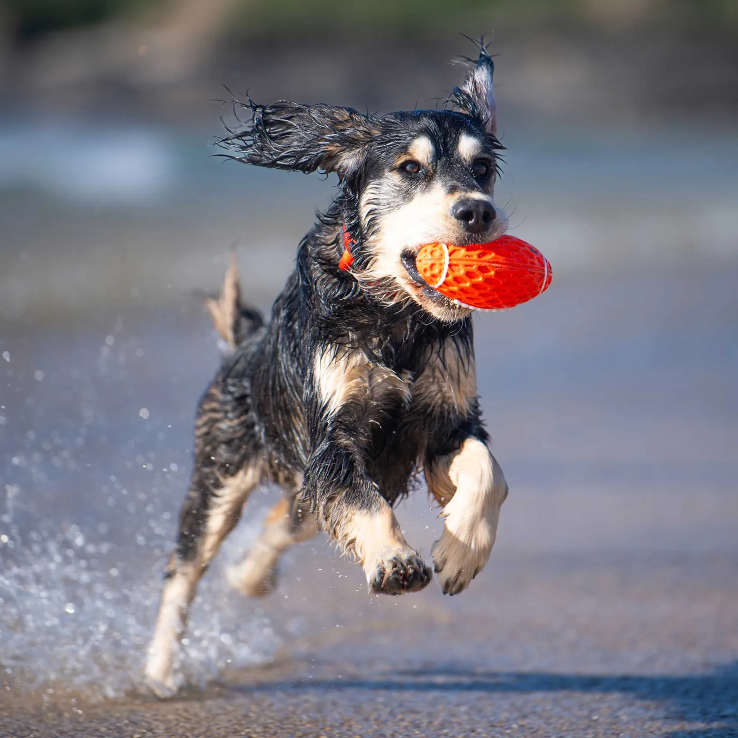 Mountain Paws Rugby Ball giocattolo per cani resistente