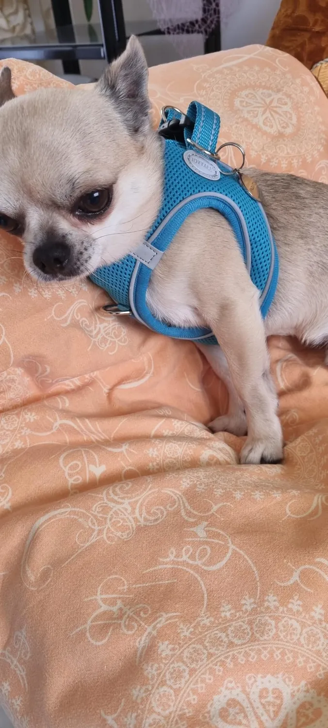 Joytale pettorina cane verde acqua S traspirante anti-soffoco